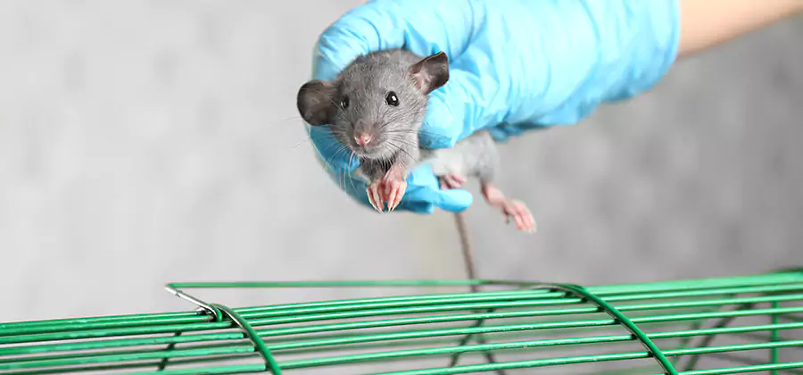 Humane Rat Trapping in Klamath Falls