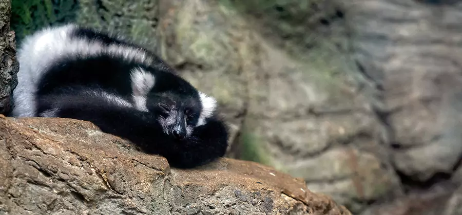Humane Skunk Removal in Klamath Falls