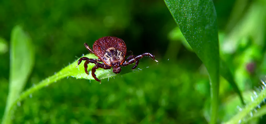 Tick Prevention for Yard in Klamath Falls