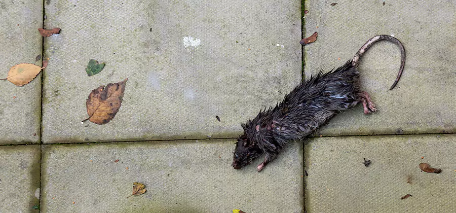 Mice in the Attic Removal in Klamath Falls