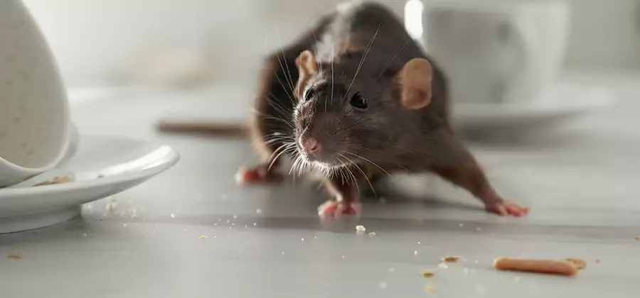 Rodent Feces Removal in Klamath Falls