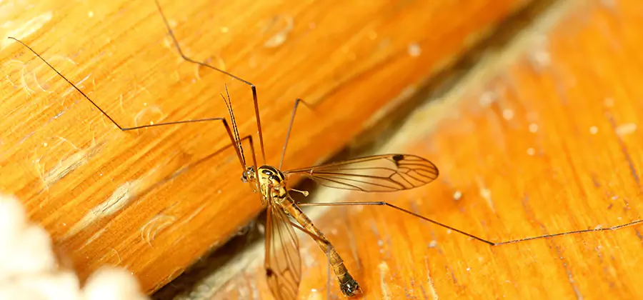 Exterior Mosquito Control in Klamath Falls