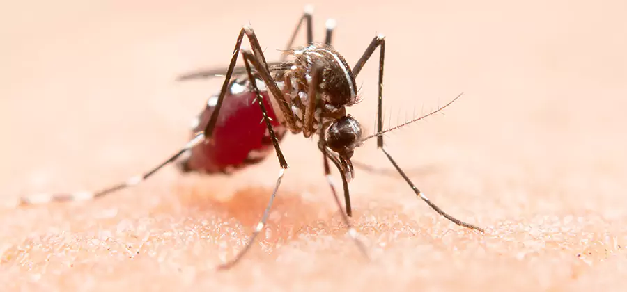 Indoor Mosquito Killer and Interior Control in Klamath Falls