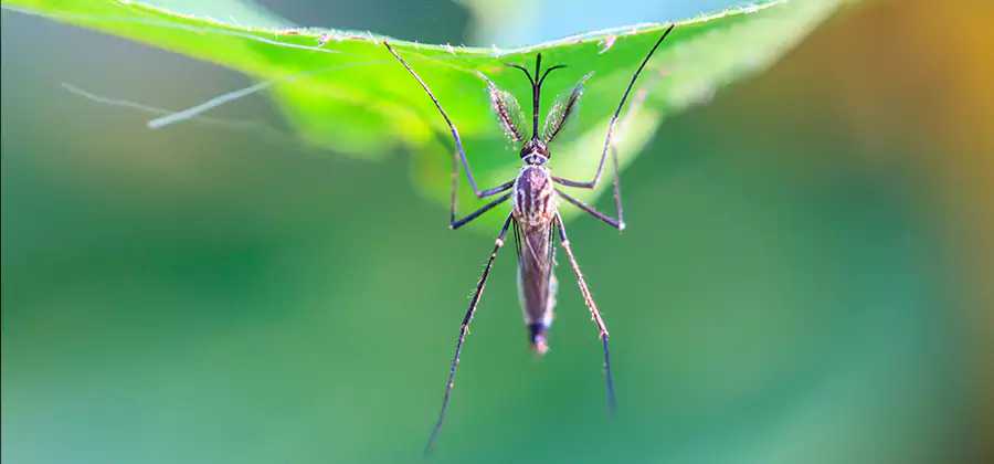 Home Defense Insect Killer in Klamath Falls