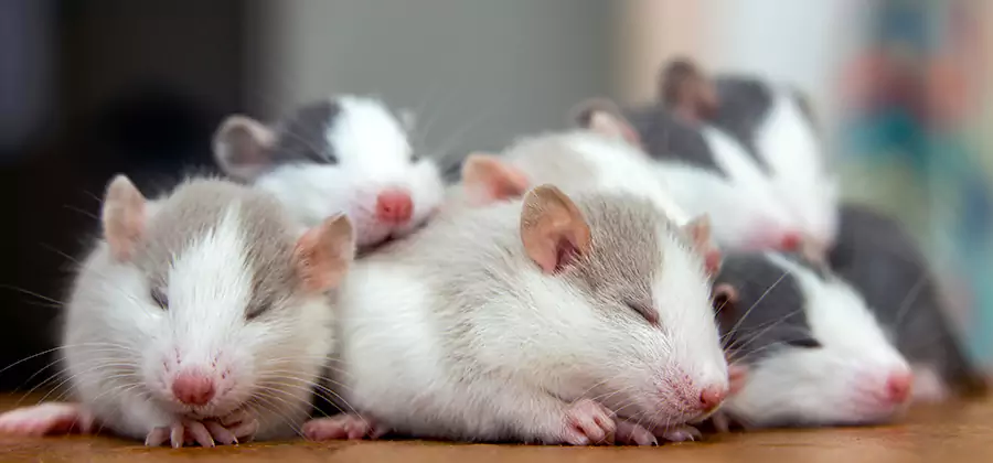 Klamath Falls Pet Safe Mice Control