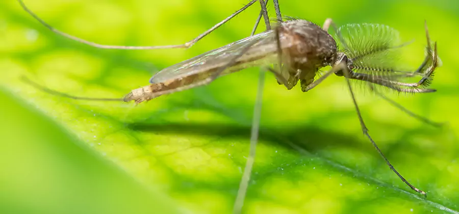 Herbal Mosquito Repellent Treatment in Klamath Falls