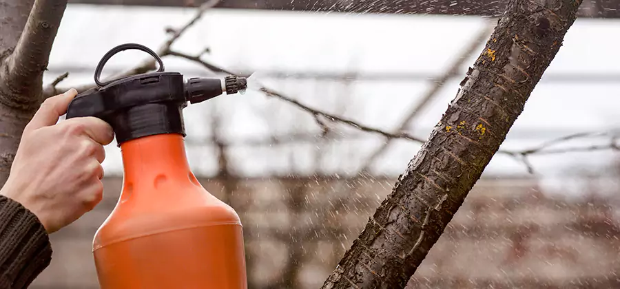 Orange Oil Structural Cavity Treatment in Klamath Falls