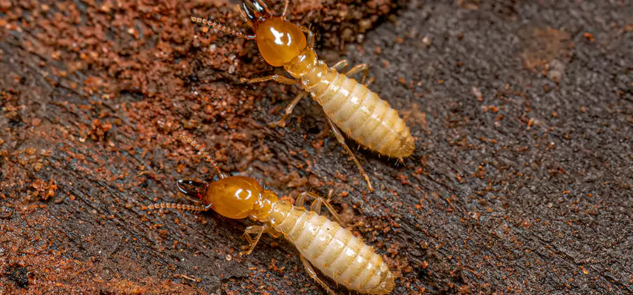 Natural Ant Hill Killer Treatment in Klamath Falls