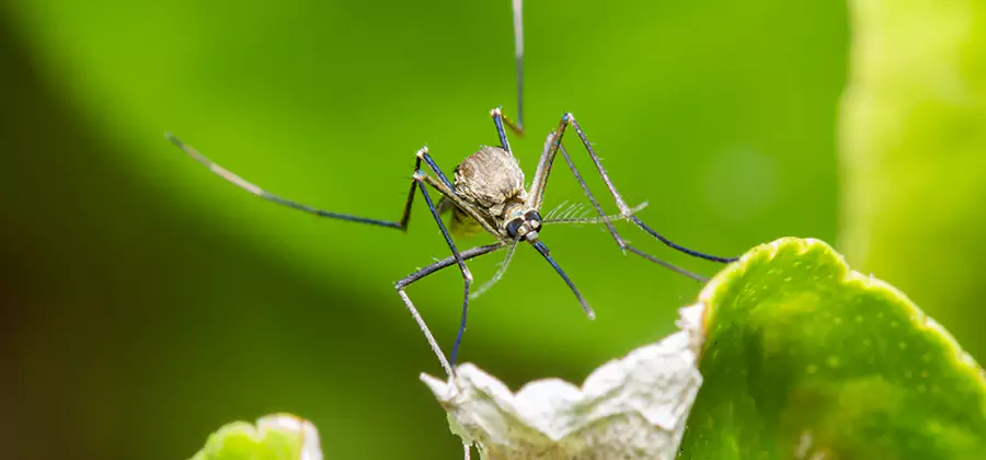 Natural Outdoor Mosquito Repellent in Klamath Falls