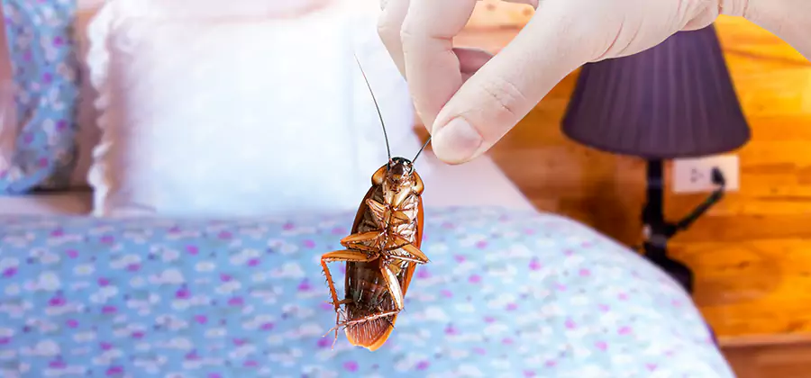 Bed Bug Inspection in Klamath Falls
