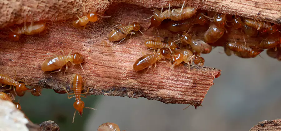 Termite Pest Management in Klamath Falls