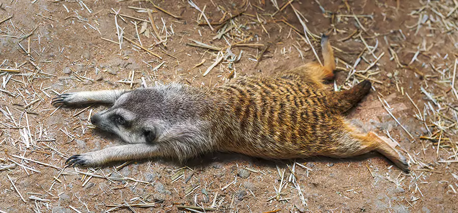 Dead Raccoon Removal in Klamath Falls