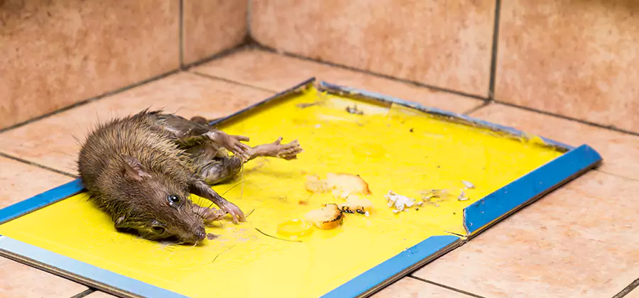 Rat Trapping Service In Klamath Falls