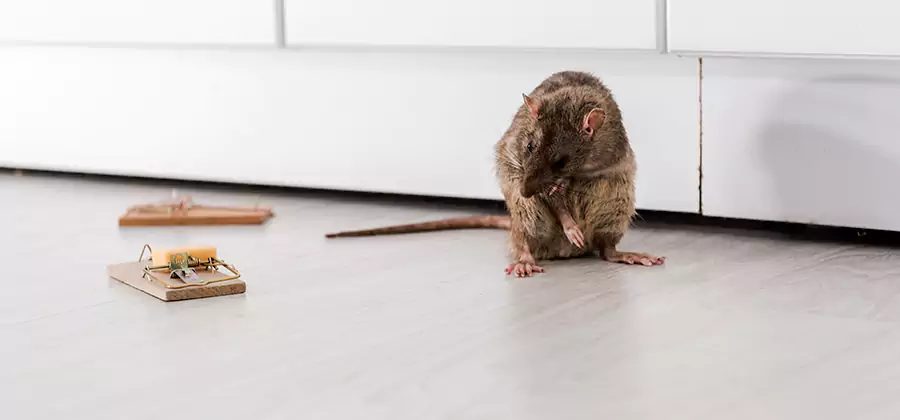 Rat Baiting Removal Service in Klamath Falls