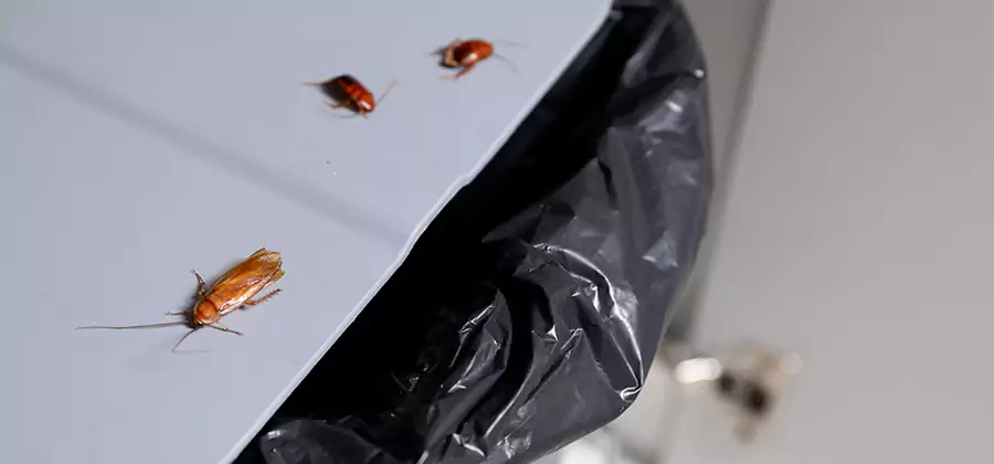 German Roach Pest Control in Klamath Falls