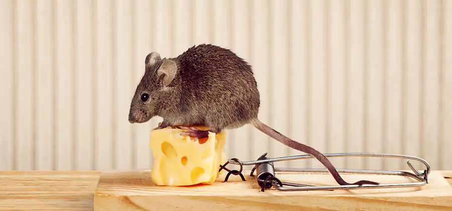 Commercial Rodent Exclusion Services in Klamath Falls