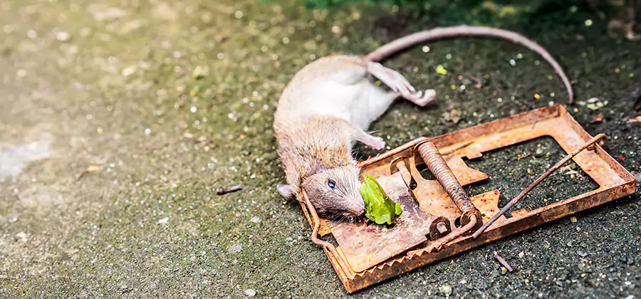 Rat Trapping in Klamath Falls