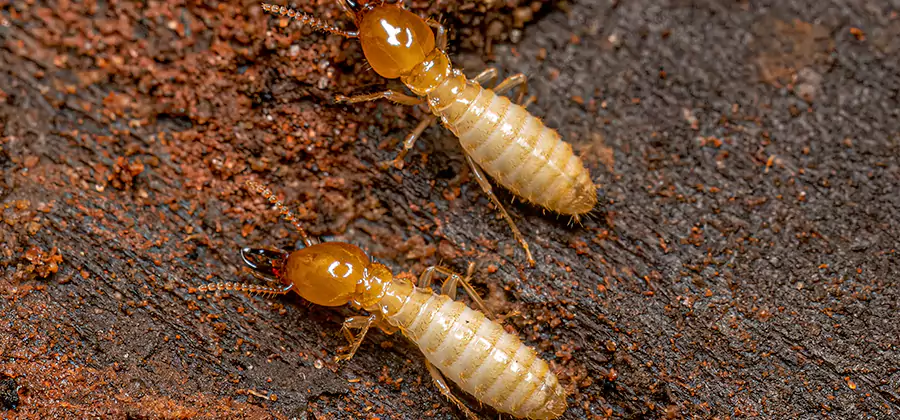 Sentricon Residential Termite Control in Klamath Falls
