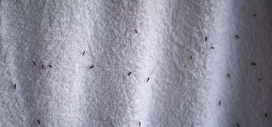 Small Black Ants in Bathroom Treatment in Klamath Falls