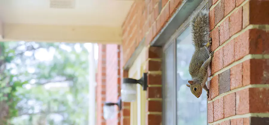 Squirrel Inside Walls Removal in Klamath Falls