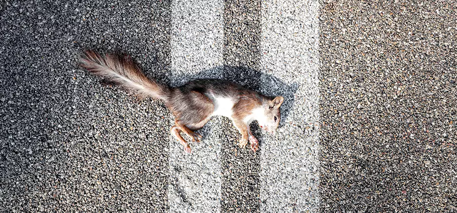 Dead Squirrel Removal in Klamath Falls