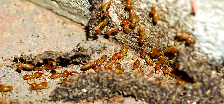 Wood Treatment and Localized Termite Solutions in Klamath Falls