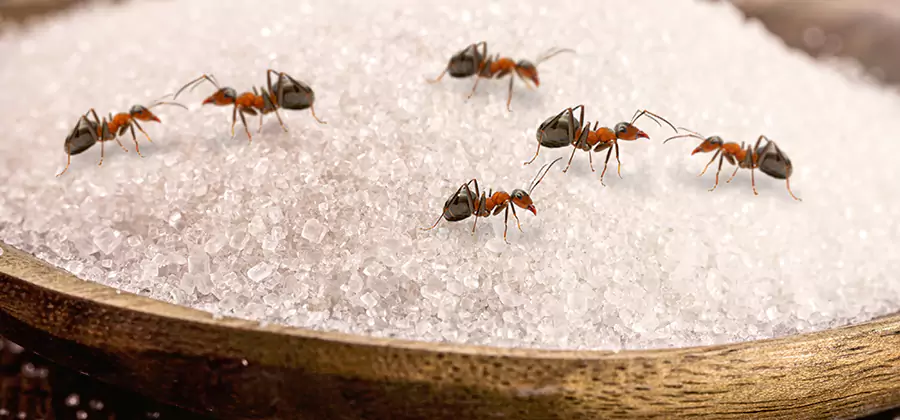 Indoor Sugar Ant Treatment in Klamath Falls