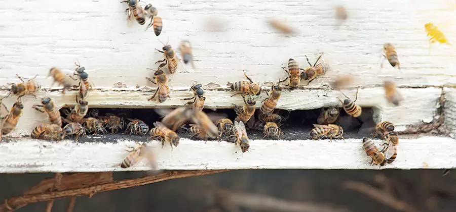Residential Termite Fumigation in Klamath Falls