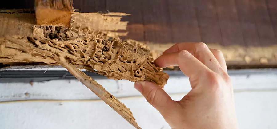 Pre-Purchase Termite Inspection in Klamath Falls