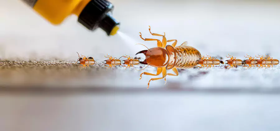 Foundation Termite Spraying Control in Klamath Falls