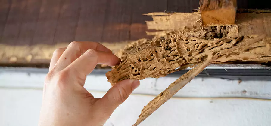 Pre-Construction Termite Treatment in Klamath Falls