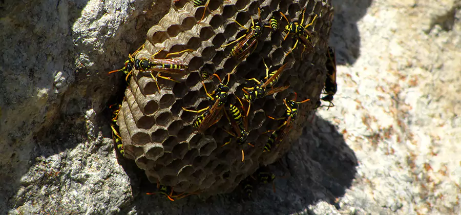 Wasp Nest in Tree Removal Klamath Falls