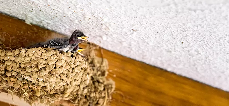 Bird Removal From House in Klamath Falls