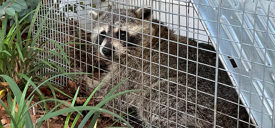 Wildlife Relocation Services in Klamath Falls