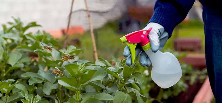 Yellow Jacket Pest Removal for Commercial Properties in Klamath Falls