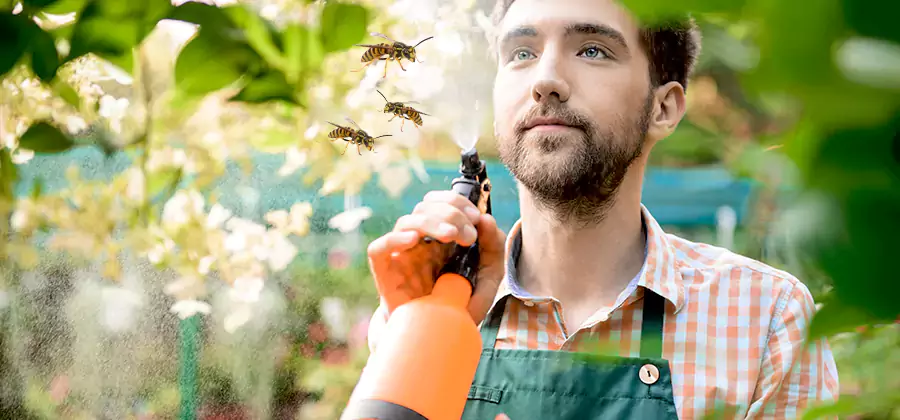 Yellow Jacket Wasp Removal in Klamath Falls