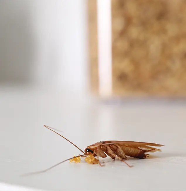 Why Klamath Falls Pest Control Pro Stands Out in Klamath Falls, OR?
