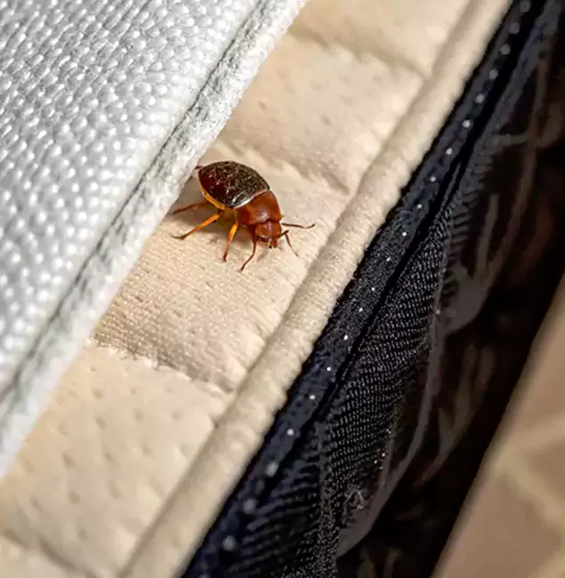 Why Choose Klamath Falls Pest Control Pro for Bed Bug Treatment at Home in Klamath Falls, OR?