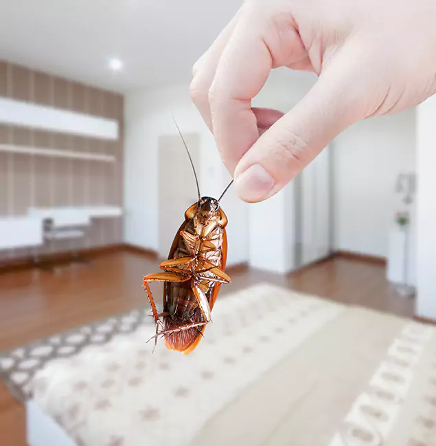 Why Klamath Falls Pest Control Pro Stand Out For Bed Bug Inspection in Klamath Falls, OR?