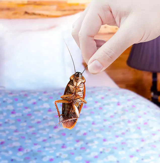 Why Choose Klamath Falls Pest Control Pro for Bed Bug Treatment in Klamath Falls, OR?