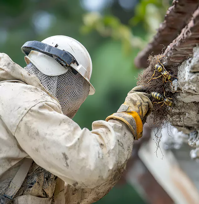 Why Klamath Falls Property Owners Choose Klamath Falls Pest Control Pro for Bee Exterminator?
