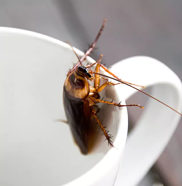 Why Klamath Falls, OR Residents Trust Klamath Falls Pest Control Pro for Cockroach Fumigation?
