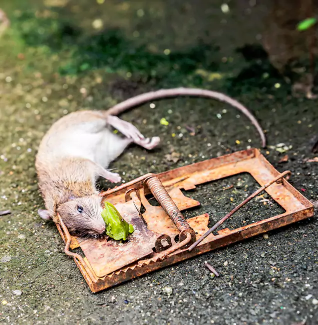 Why Klamath Falls, OR Homeowners Trust Klamath Falls Pest Control Pro for Rodent Removal?