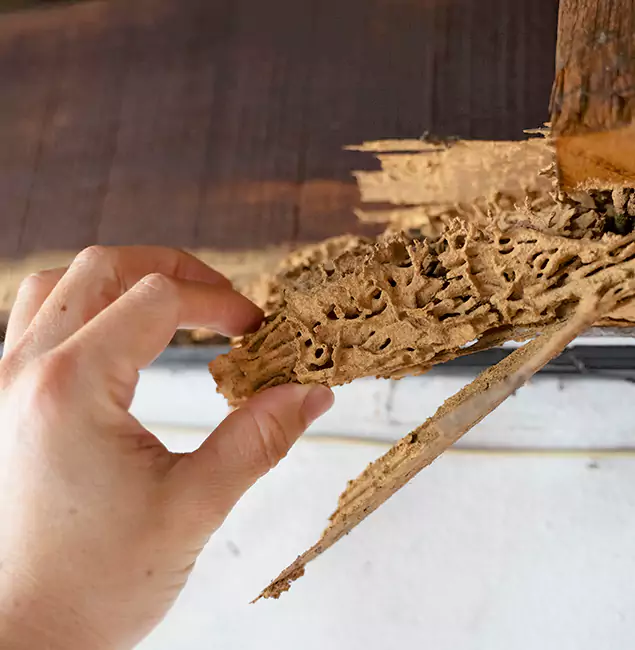 Why Choose Klamath Falls Pest Control Pro in Klamath Falls, OR?