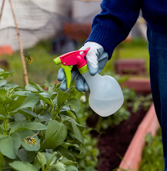 Why Klamath Falls Homeowners Choose Klamath Falls Pest Control Pro for Honey Bee Removal?