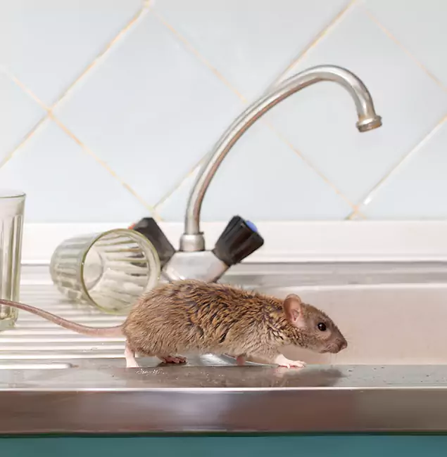 Why Klamath Falls, OR Trusts Klamath Falls Pest Control Pro for Humane Rodent Control?