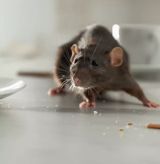 Why Klamath Falls Homeowners Choose Klamath Falls Pest Control Pro for Mice Control?
