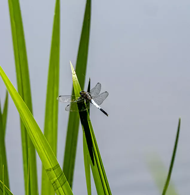 Why Klamath Falls Families Trust Klamath Falls Pest Control Pro for Mosquito Prevention?