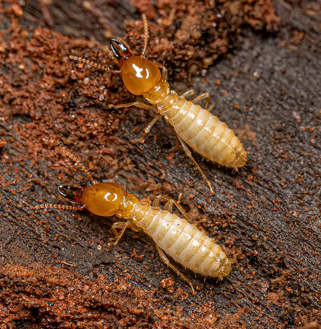 Why Choose Klamath Falls Pest Control Pro for Termite Treatment Without Tenting in Klamath Falls, OR?