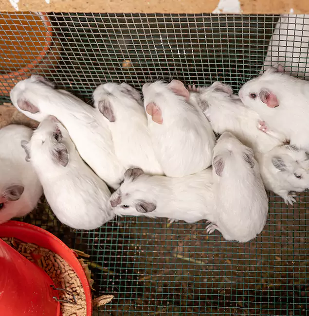 Why Choose Klamath Falls Pest Control Pro for Rat Infestation in Klamath Falls, OR?